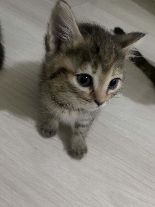 Отдам котят бесплатно