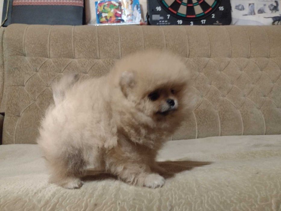 померански шпиц-мъжко и женско кученце