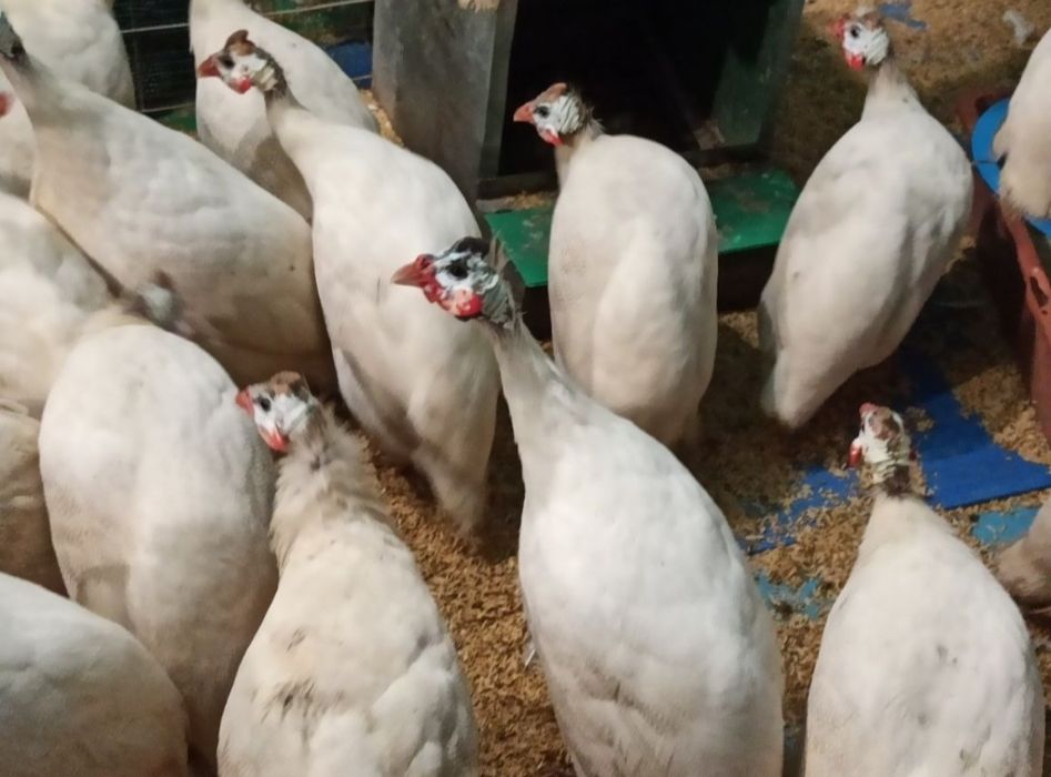 Прадавам токачки