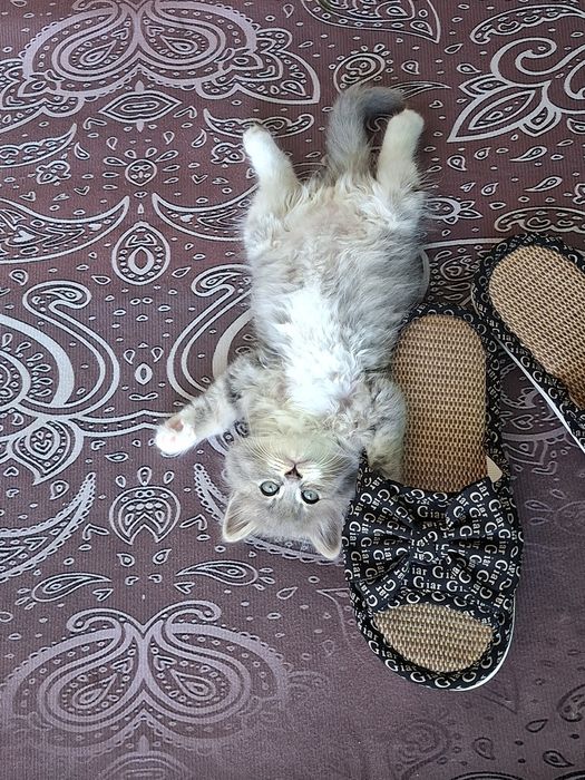 Продам котёнок девочки породистые