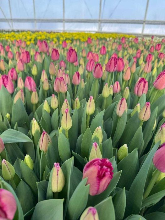 Тюльпаны оптом. Не дорого. По договору