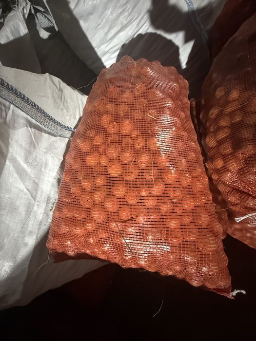 Семена картофелья Галла