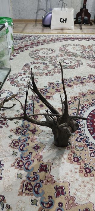 Аквариумный коряга продам