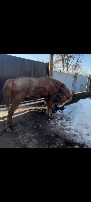 Ұзынағаш жаңақұрлыс