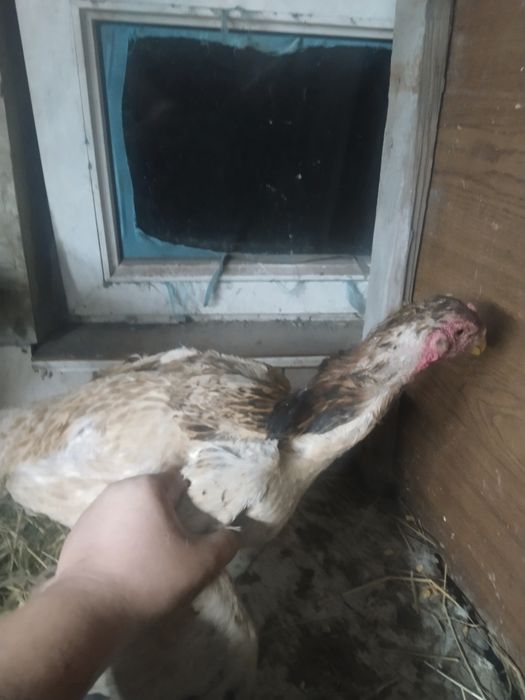 Салам алейкум дакан на продаже