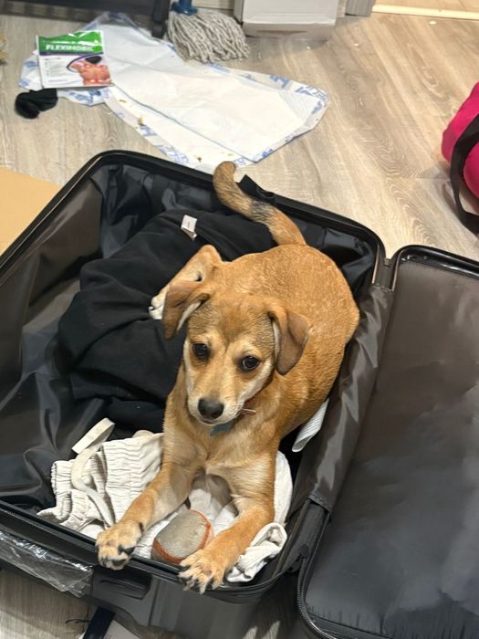spre adopție cațel talie mică