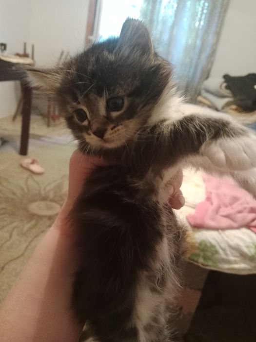 Мейн-кун. Котята