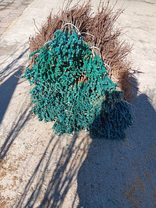 Лозов посадъчен материал