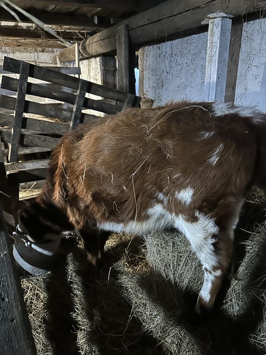 Продам корова с теленкам и телку