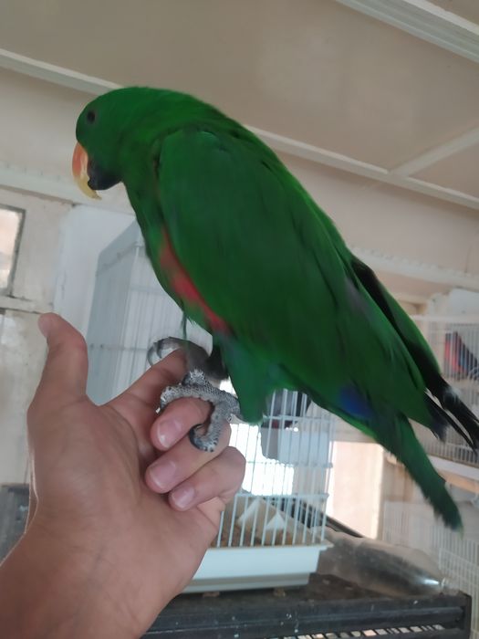 toti qushlar .xarxil turdagi qushlar   Jaku.Kakadu Ara