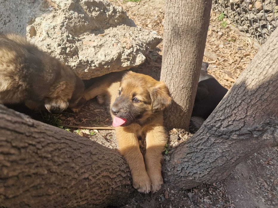 Отдам щенков в хорошие руки