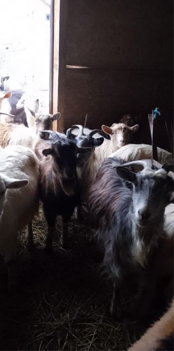 Disponible din 30 de bucati se vinde 10 pe ales