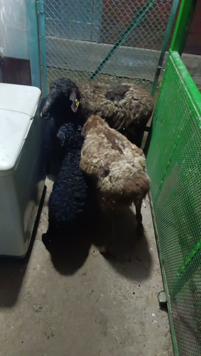 Қозылы екі қой, үш туған.