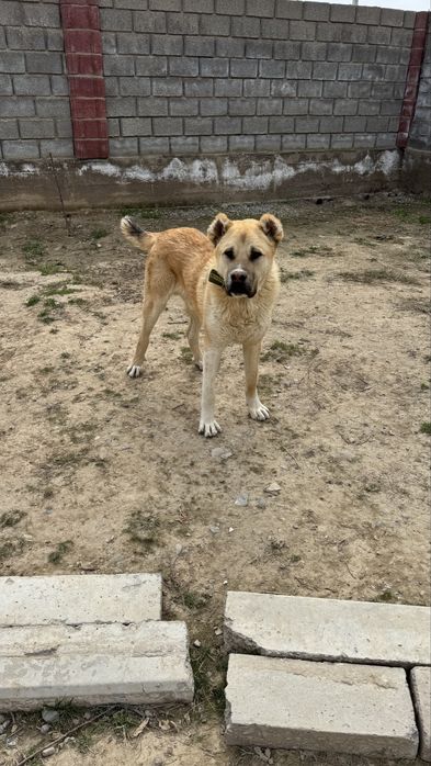 Қазақы төбет сатылады