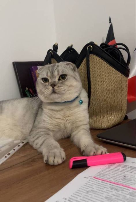 Тозза зотли vyazkaga beriladi