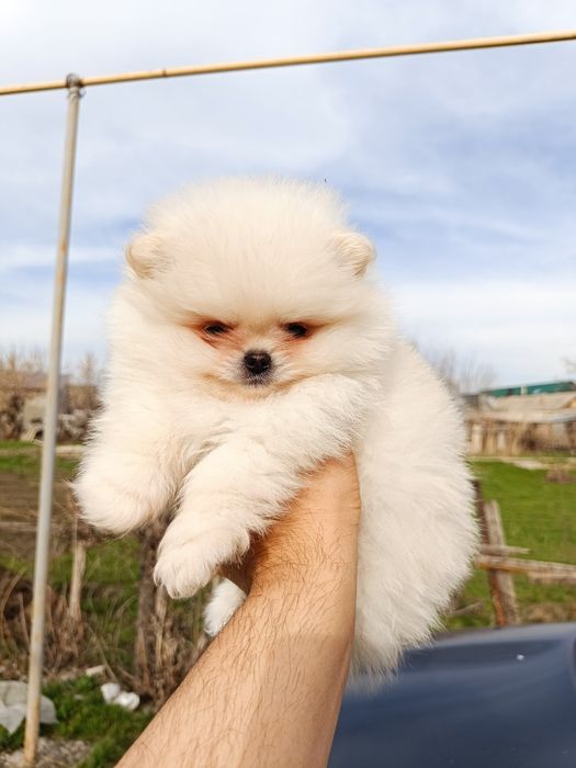 Белые щенки доставка по Казахстану))(