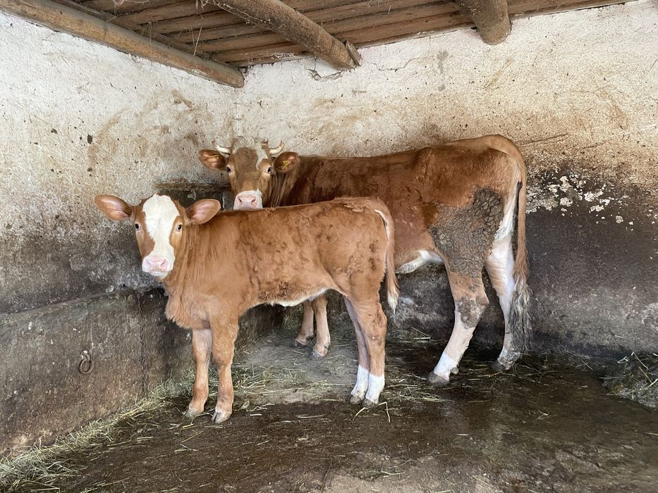 Vaca la prima fatare