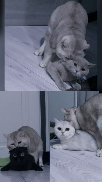 Племенной Кот, Вязка прямоухий