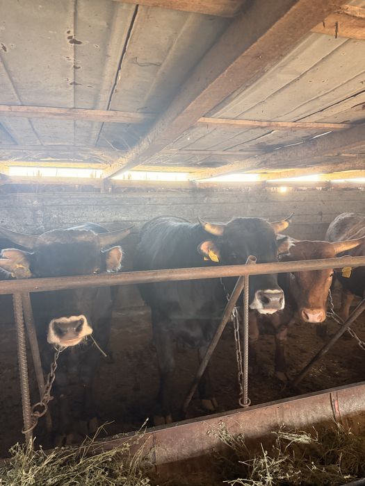 Продам жирных быков