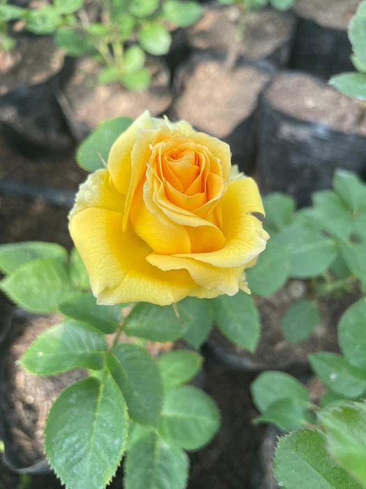 Роза  көшеттер  .