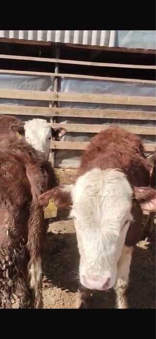 Бұқалар сатылымда !!! Продается быки!!!