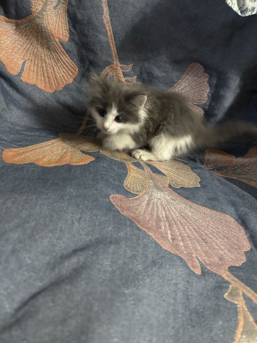 Отдам котенка в добрые руки