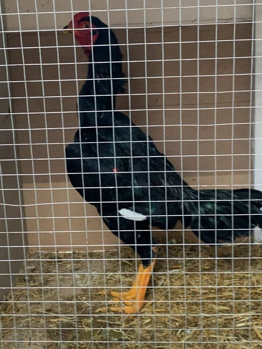 Дакан хуроз жожа 8 ойли