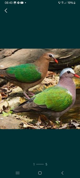 Turturele jamaica de pădure aripa de bronz senegal  alb și arlechin