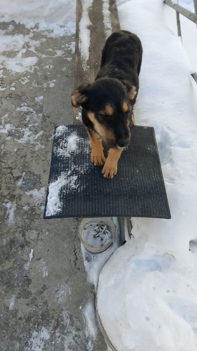 Отдам щенков в добрые руки