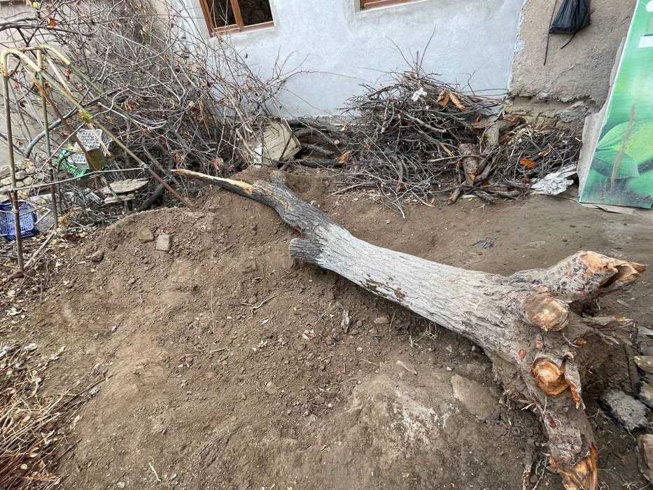 Quruq o'tin sotiladi. Дрова. Urganch sh.