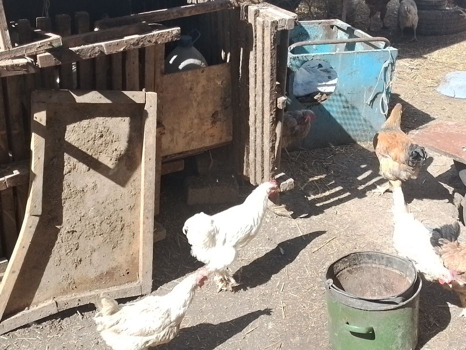Продаю домашний петушки