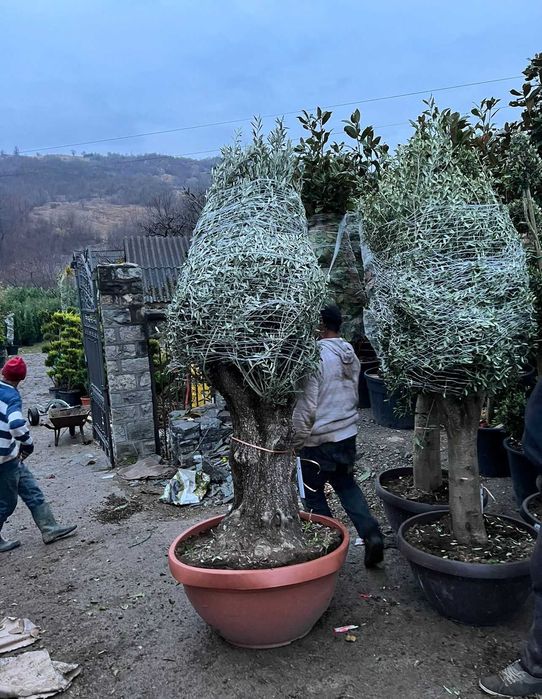 Maslin  copac decorativ