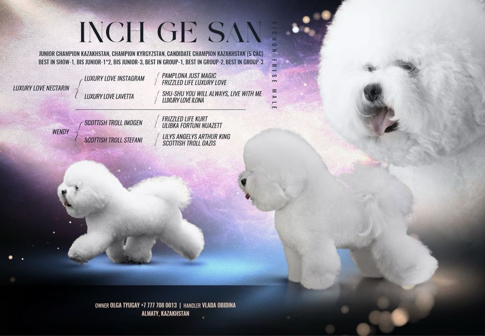 Бишон фризе для вязок