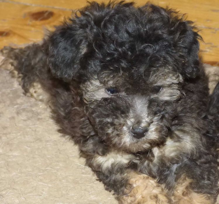 Caniche (pudel) pitic argintiu