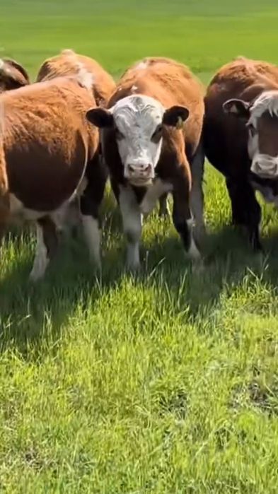 Продам белоголовые 25 голов