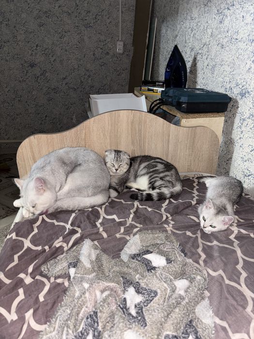 Продам котенка Уральск