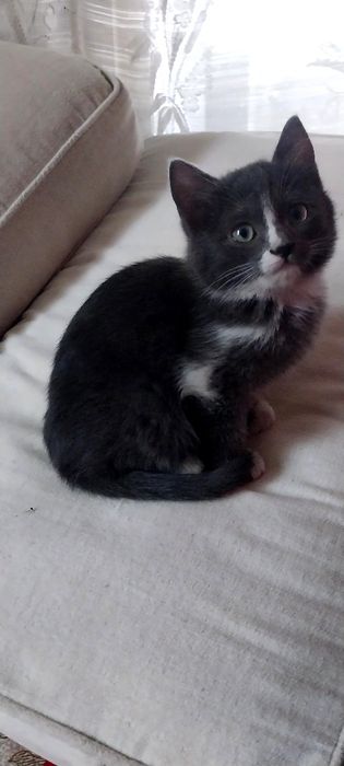 Продам эгейского котика