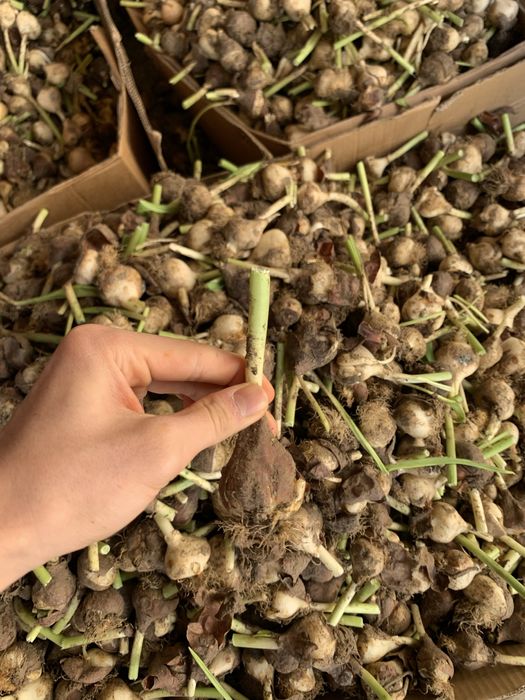 Луковица тюльпан