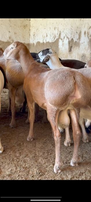 Qoy куй кой qochqorlar sotiladi Aqiqa va toy marosmlar