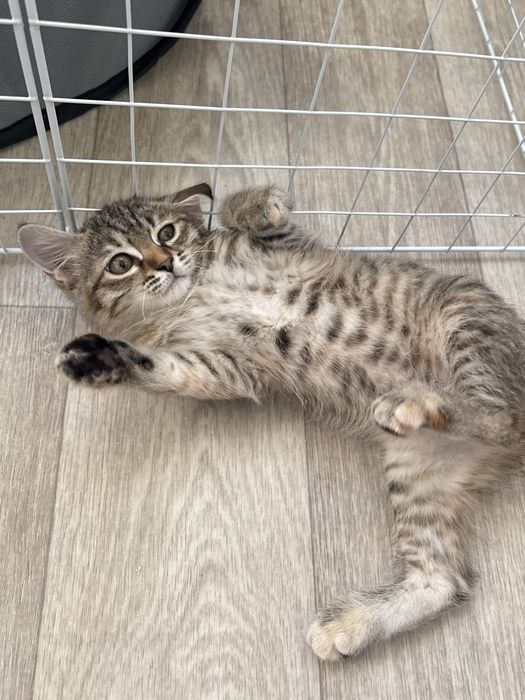 Котенок девочка 3 мксяца