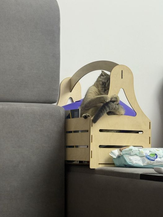 Котенок шотландская
