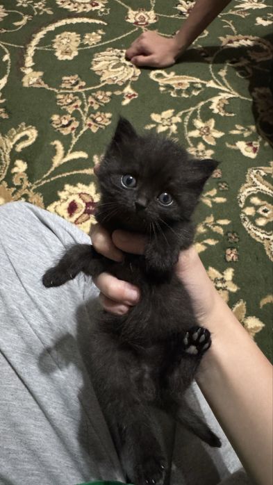 Пародистое красивые кошки