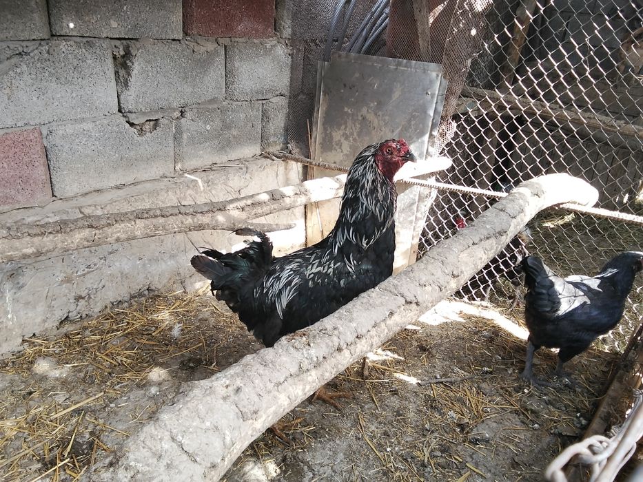 Келісеміз сөлесеміз