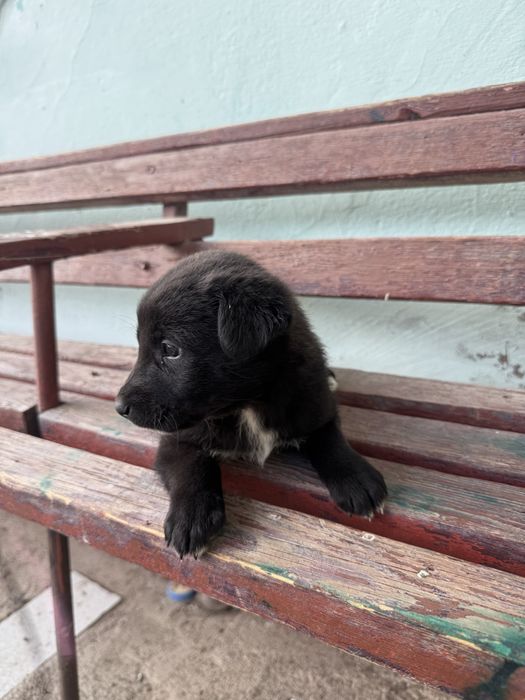 Щенок / щенята, Собака / собаки