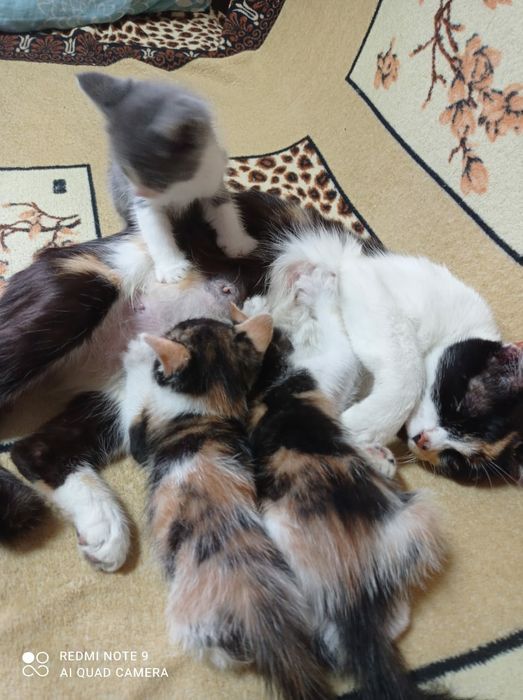 Отдам котят в добрые руки