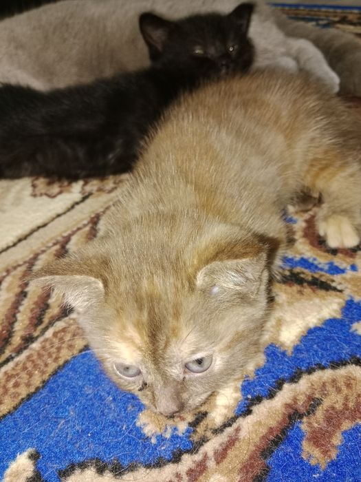 Котята шотландцы