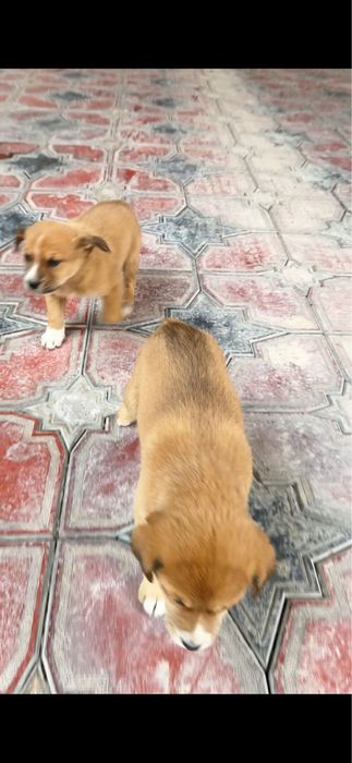 Красивые щенки бесплатно