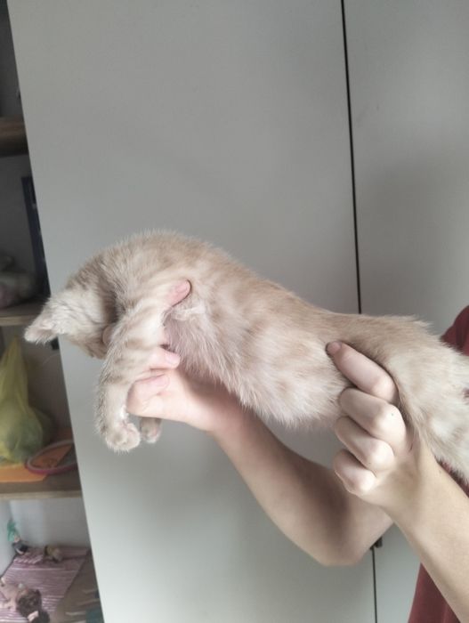 Котёнок персиковый. Мальчик.