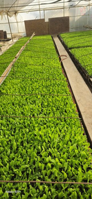 Vând răsad de Salată SHNGORE