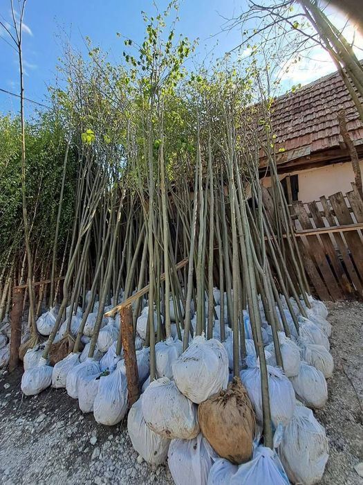 Mesteacăn cu coja alba tei fhotinia red robin